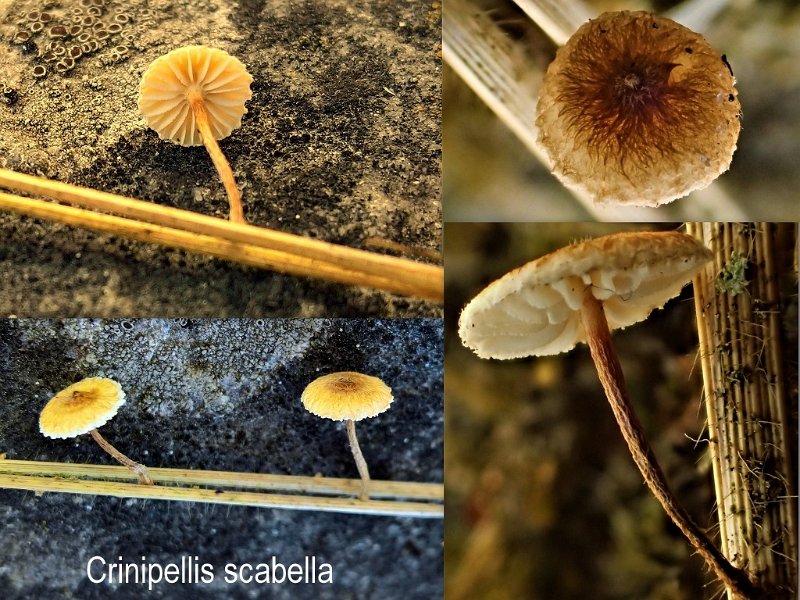 Crinipellis scabella-amf472.jpg - Crinipellis scabella - Syn1: Crinipellis stipitaria - Syn2: Marasmius epichloe - Nom français: Collybie des chaumes